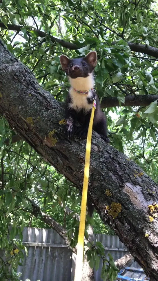 Видео от Mustelidae ☼ норки выдры хорьки