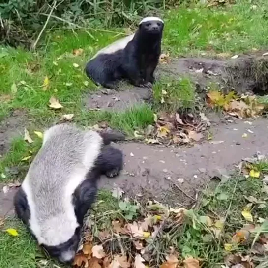 Видео от Mustelidae ☼ норки выдры хорьки