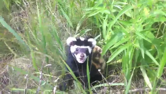 Видео от Mustelidae ☼ норки выдры хорьки