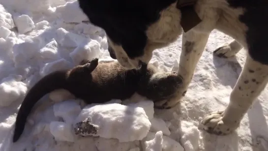 Видео от Mustelidae ☼ норки выдры хорьки