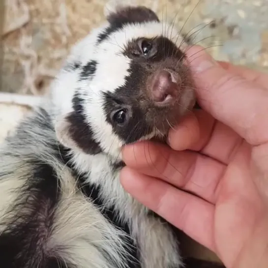 Видео от Mustelidae ☼ норки выдры хорьки