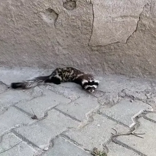 Видео от Mustelidae ☼ норки выдры хорьки