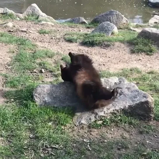 Видео от Mustelidae ☼ норки выдры хорьки