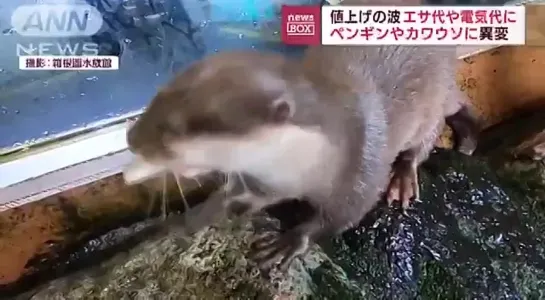 Видео от Mustelidae ☼ норки выдры хорьки