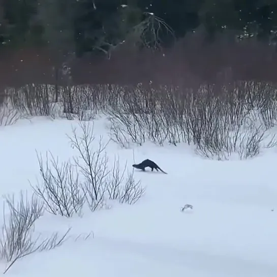 Видео от Mustelidae ☼ норки выдры хорьки