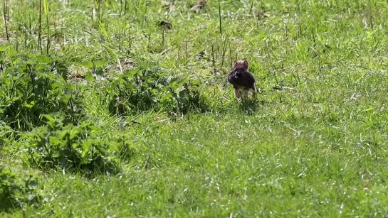 Видео от Mustelidae ☼ норки выдры хорьки