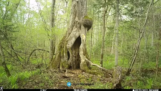 Харза с частичным амеланизмом