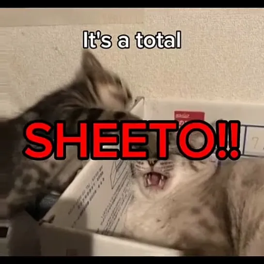 total_sheeto