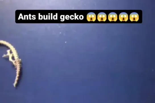 gecko_generator