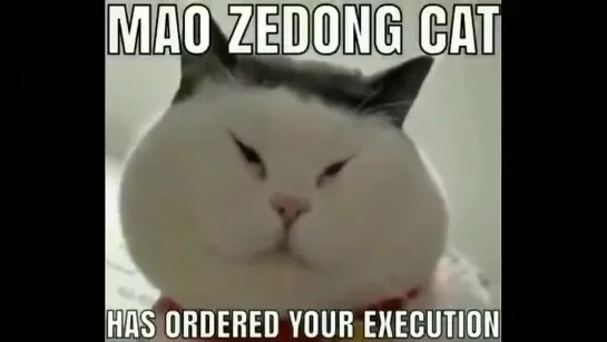 mao_zedong_cat