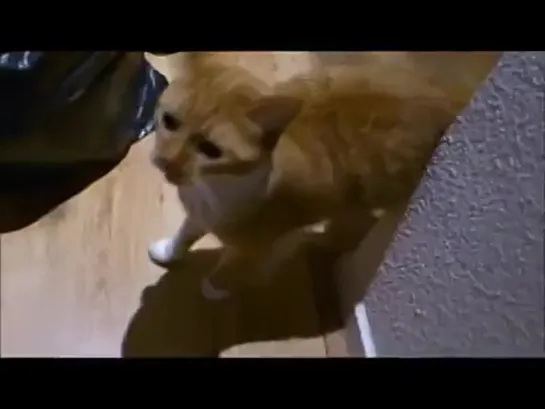 Cats + Dubstep = Meowstep