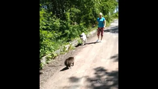 Bully Cat _ Котогопник