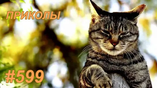 Приколы ноябрь 2019 №599