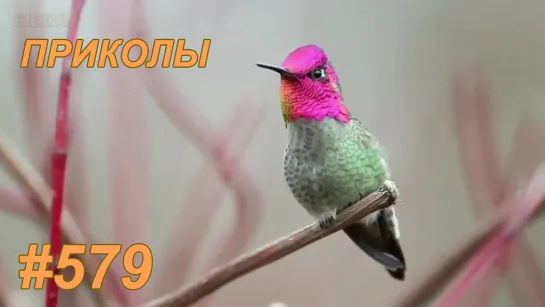 Приколы октябрь 2019 №579