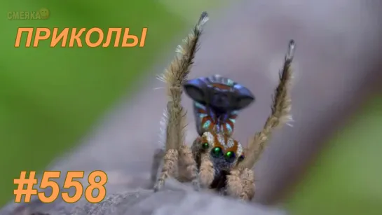 Приколы октябрь 2019 №558