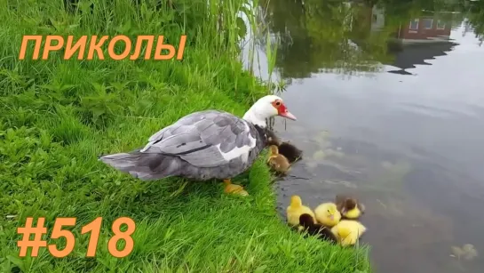 Приколы август 2019 №518