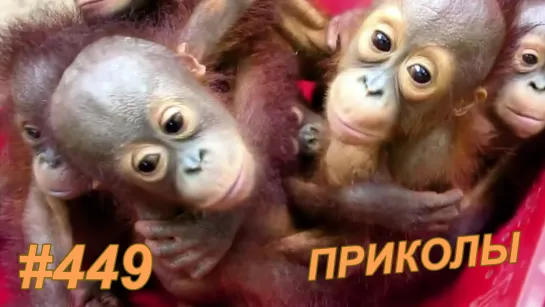 Приколы июнь 2019 №449