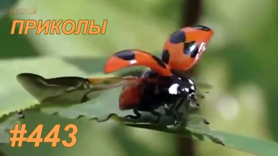 Приколы июнь 2019 №443