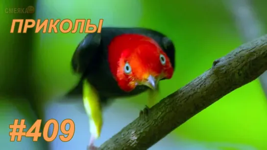 Приколы май 2019 №409