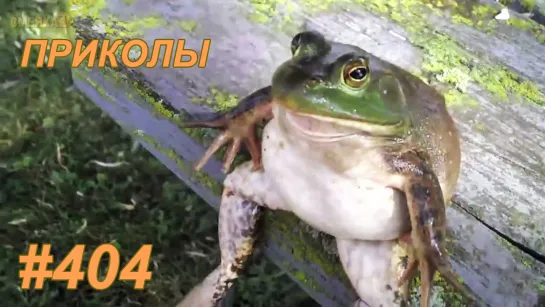 Приколы май 2019 №404