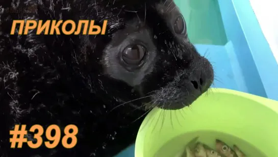 Приколы апрель 2019 №398