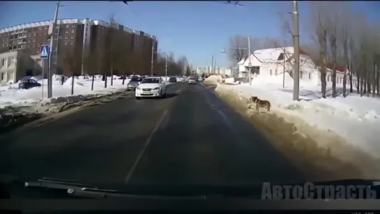 Подборка. Животные умнее, чем люди.