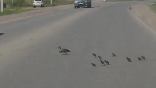 В Сарапуле утка с утятами переходят дорогу.