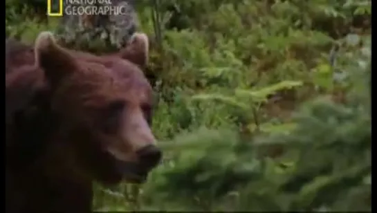 National Geographic - Республика Башкортостан, Бурзянский район, Заповедник "Шульган-Таш"