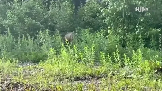 В Межгорье местный житель снял на камеру медведя, трапезничавшего травой возле дороги.