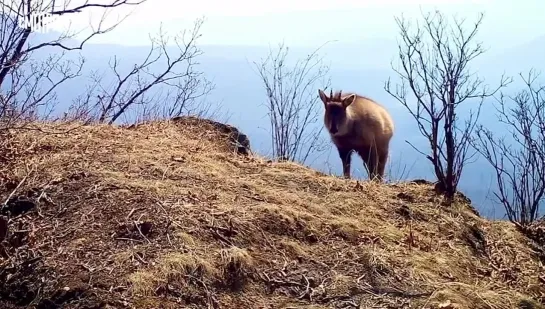 В приморском нацпарке Земля леопарда впервые на видео фотоловушки попал редчайший амурский горал. Животное прогуливалось по каме