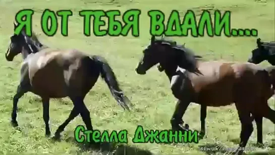 Я от тебя вдали