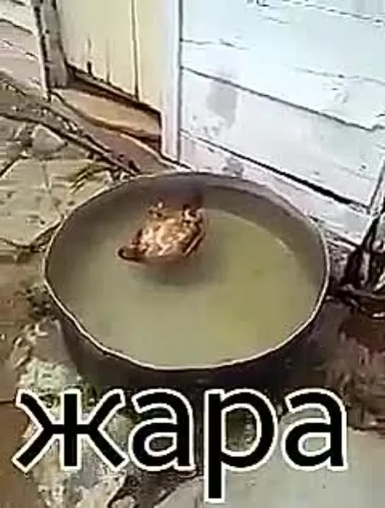 ЖАРА