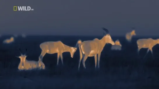 Ночь льва -  National Geographic ( документальные фильмы о животных ) ...