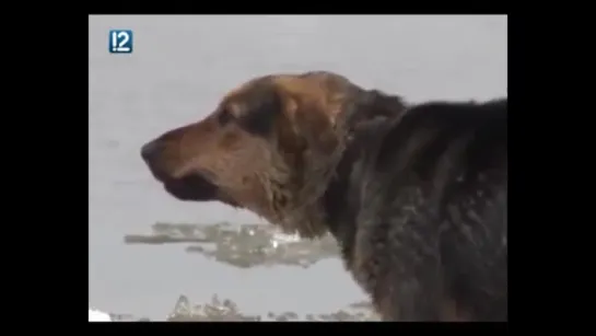 Собака пыталась покинуть Омск на льдине ...