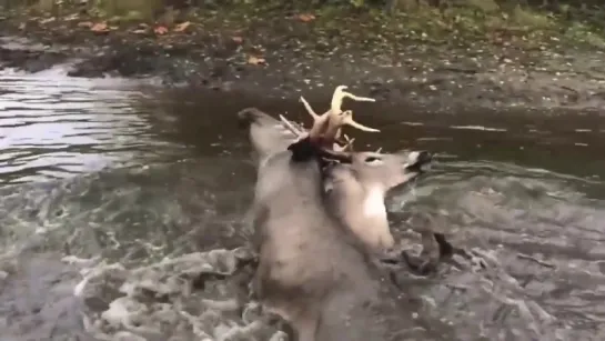 Олени во время боя сцепились рогами - Спасение Оленей ...