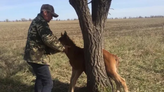 Спасение жеребёнка ...