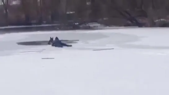 Парень спас собаку , провалившуюся под лёд ...