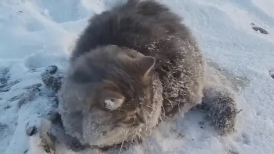 Южноуральцы спасли Кота , вмёрзшего в лёд ( - 35° С) ...