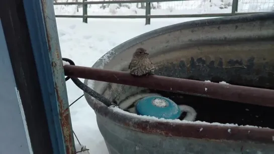 Спасение примёрзшей к трубе Птицы ...