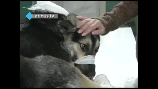 Судьба искалеченного пса Дружка из Улан- Уде ...