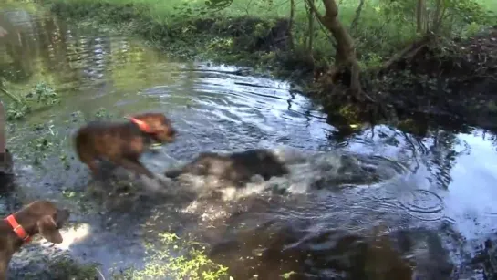 Щенки гончей загнали в воду небольшого Кабанчика ...