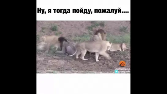 Буйволу крупно повезло ...