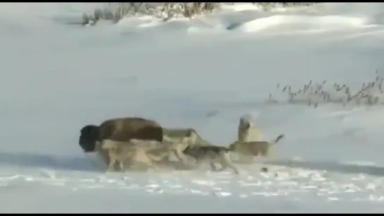 В это трудно поверить ...