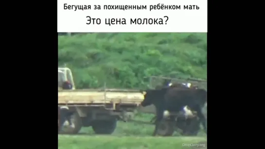 Материнский инстинкт - Цена молока и мяса ...