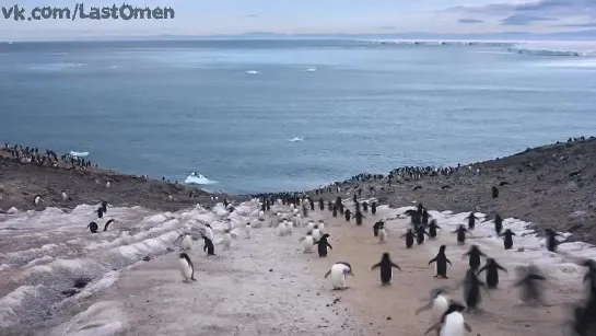 Замёрзшая планета / Frozen Planet (Эпизод 7: На тонком льду / On Thin Ice)