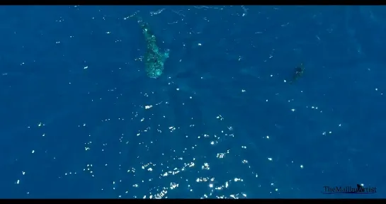 Face to Face with the Largest Great White Shark Ive seen this Year_ Return to Guadalupe Island.