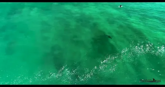 Best Great White Shark Drone Footage of 2021 (Narrated)