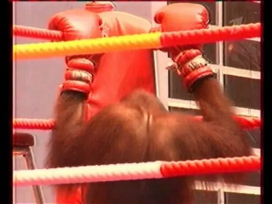 Orang Utan Show (Bangkok - Thailand)