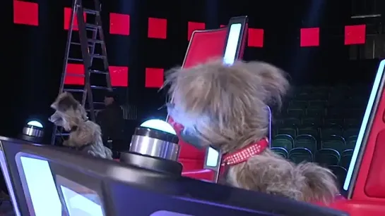 CBBC: Hacker & Dodge Barkstage at The Voice UK