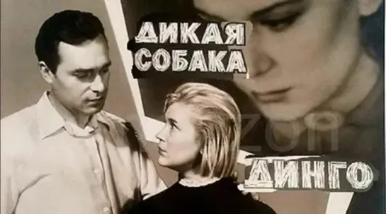 Дикая собака динго. Цвет. 4К. 1962 год